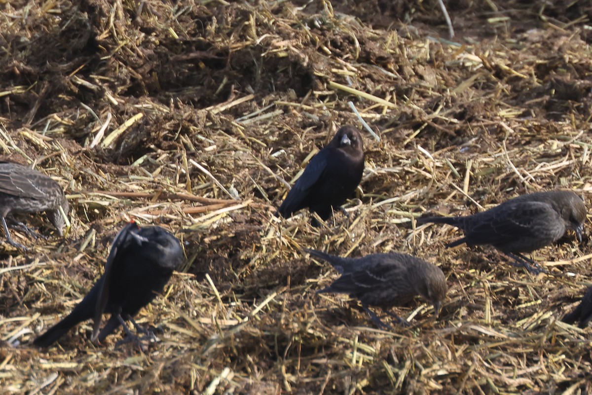 Tricolored Blackbird - ML646625323