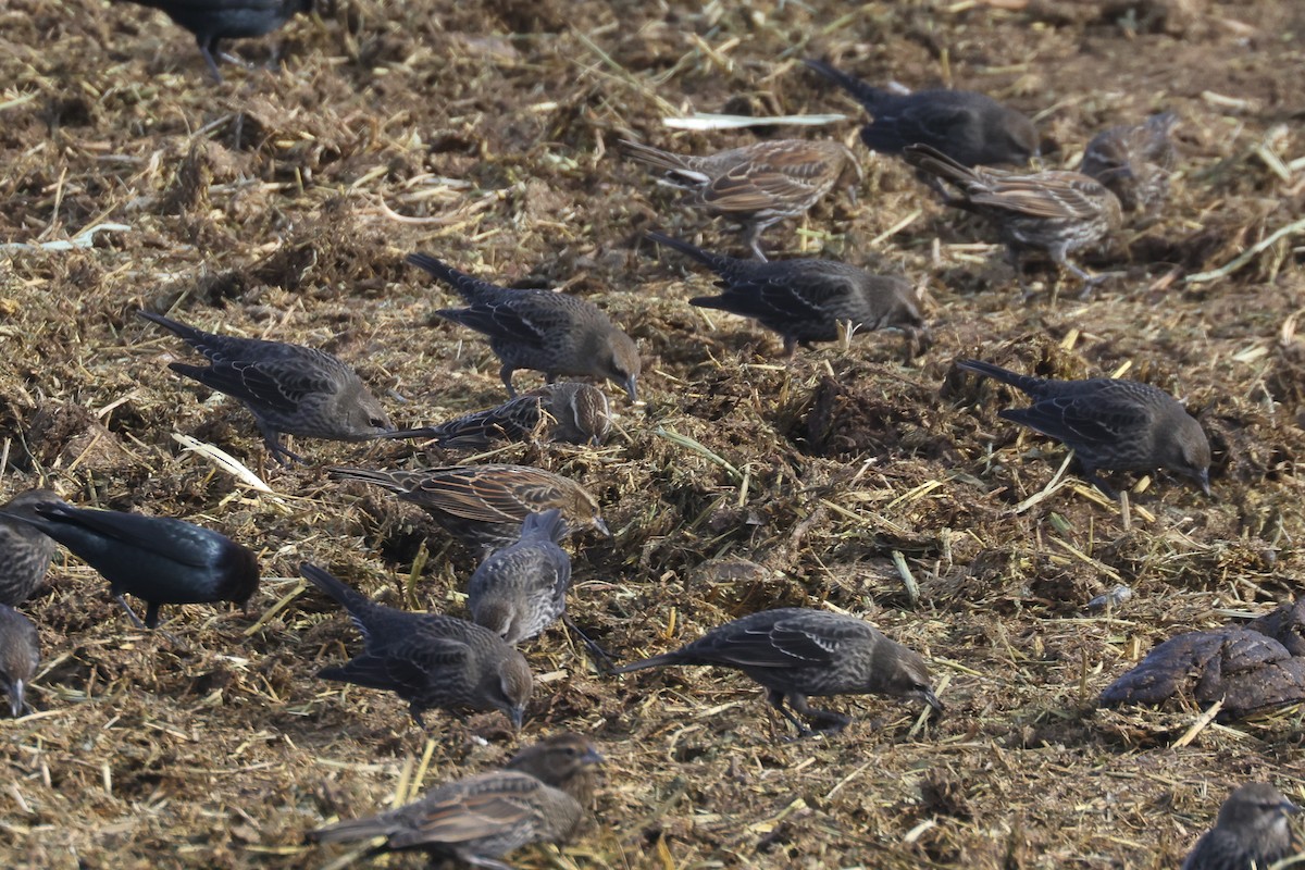 Tricolored Blackbird - ML646625325