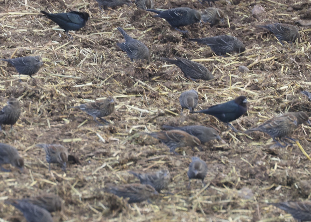 Tricolored Blackbird - ML646625326