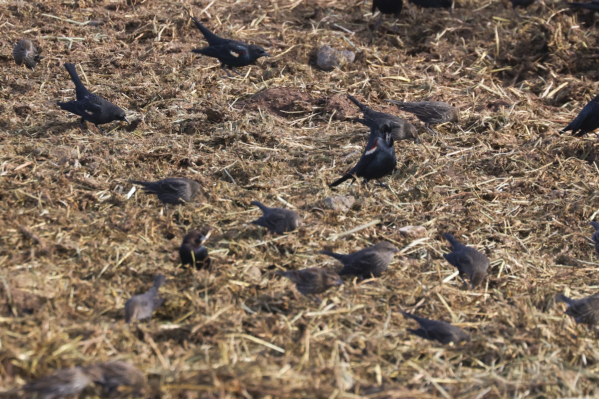 Tricolored Blackbird - ML646625329