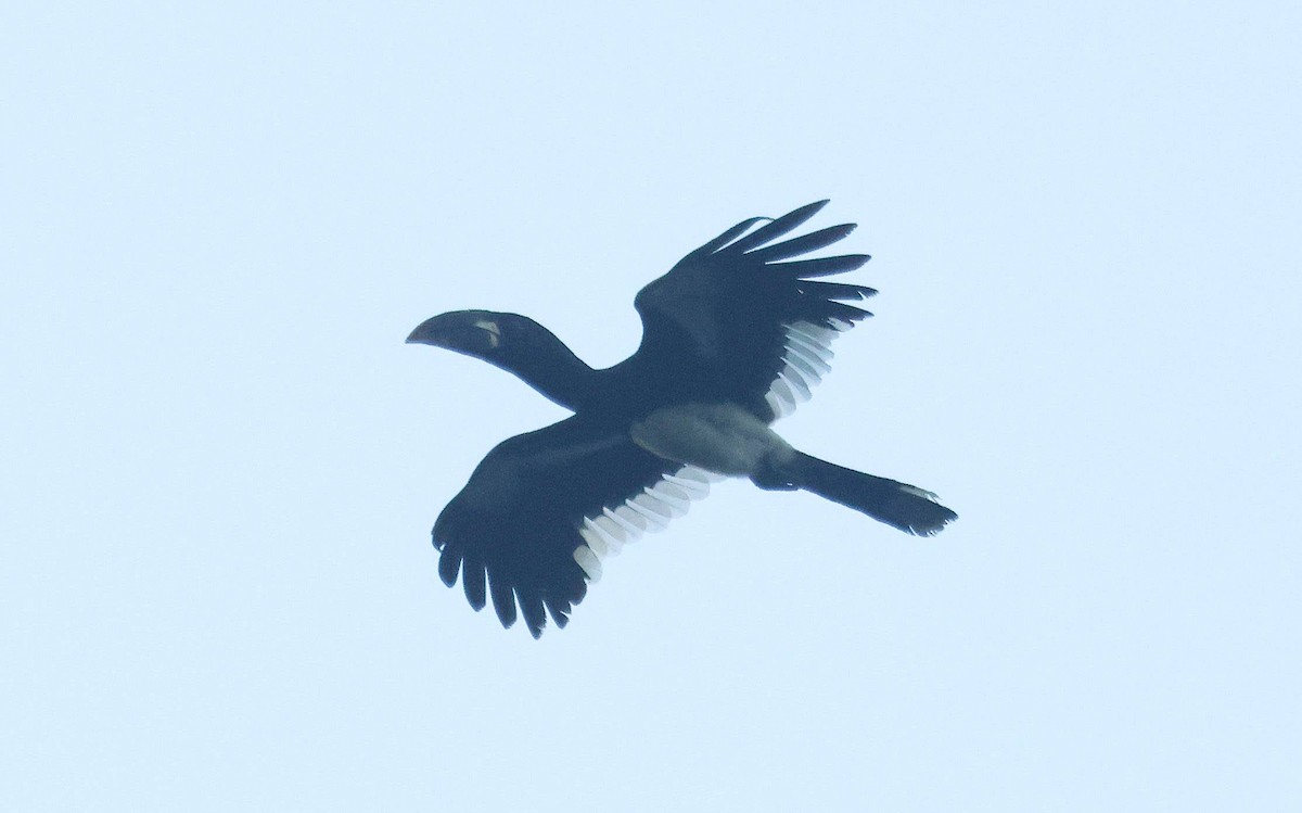 Ötücü Boynuzgaga - ML646625351