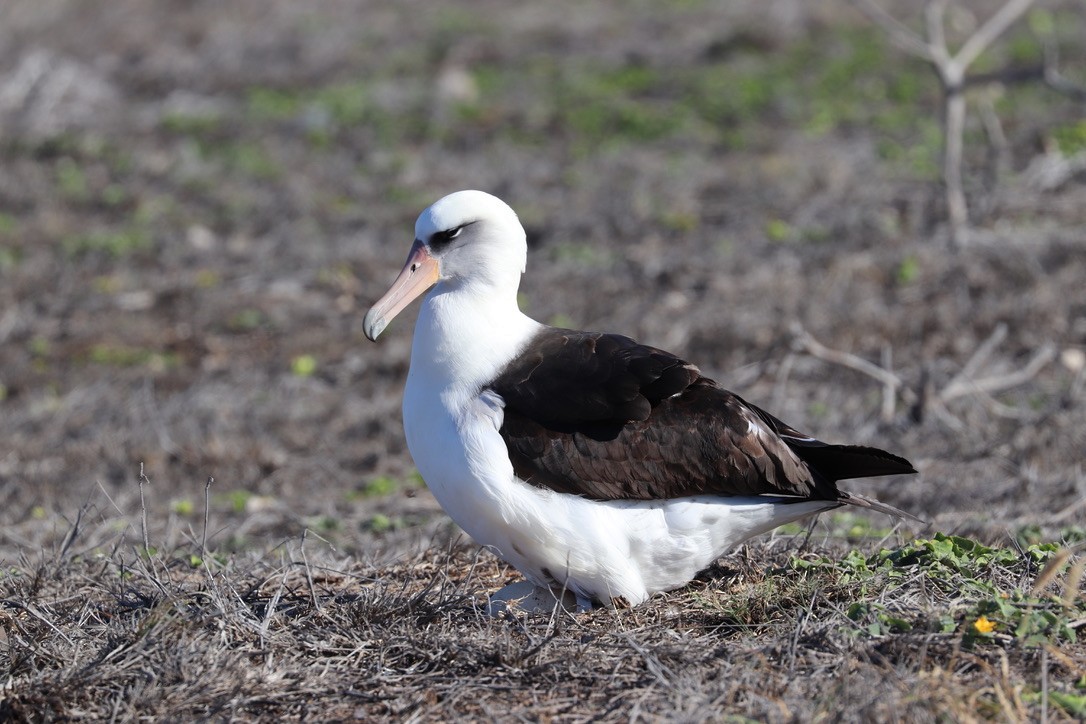 Laysan Albatross - ML646625354