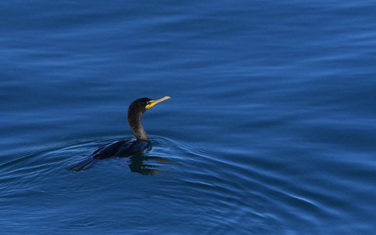 Double-crested Cormorant - ML646625355