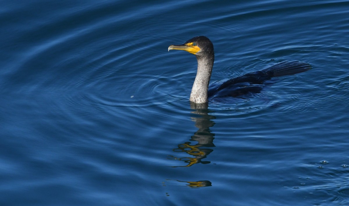Double-crested Cormorant - ML646625356