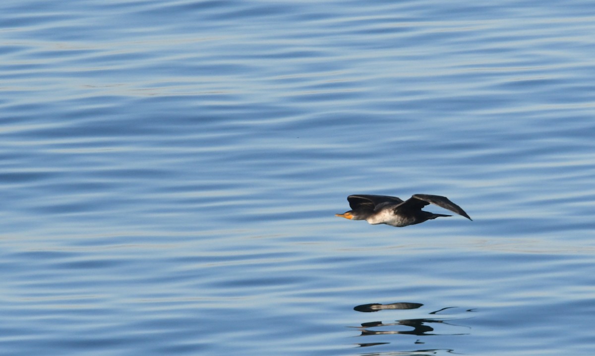 Double-crested Cormorant - ML646625357