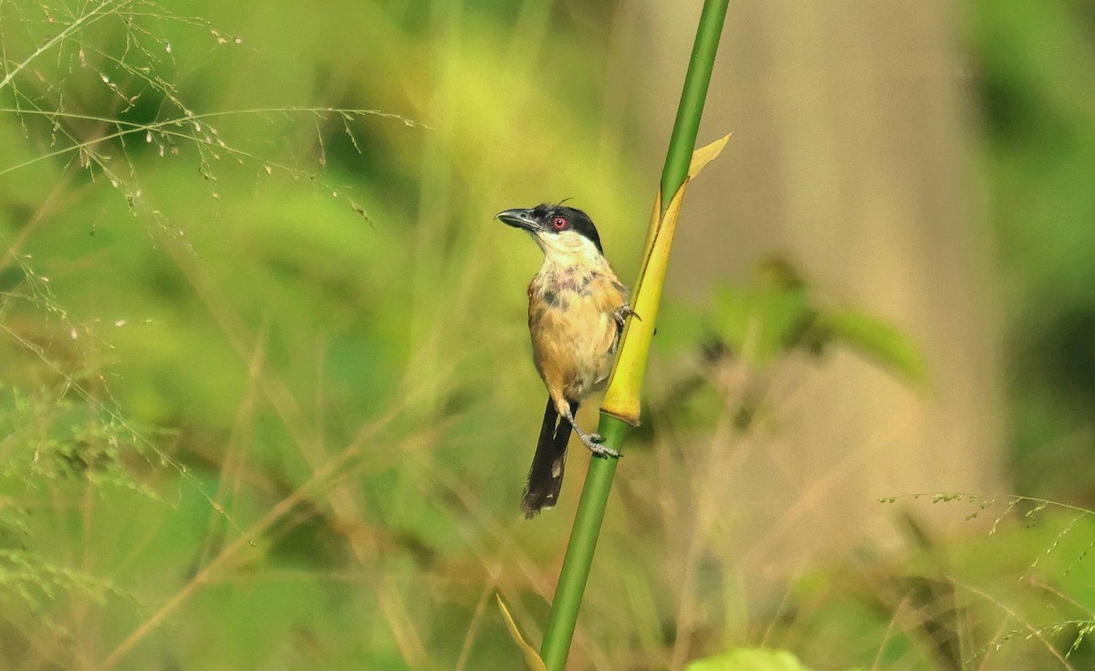 Küçük Çagra - ML646625358