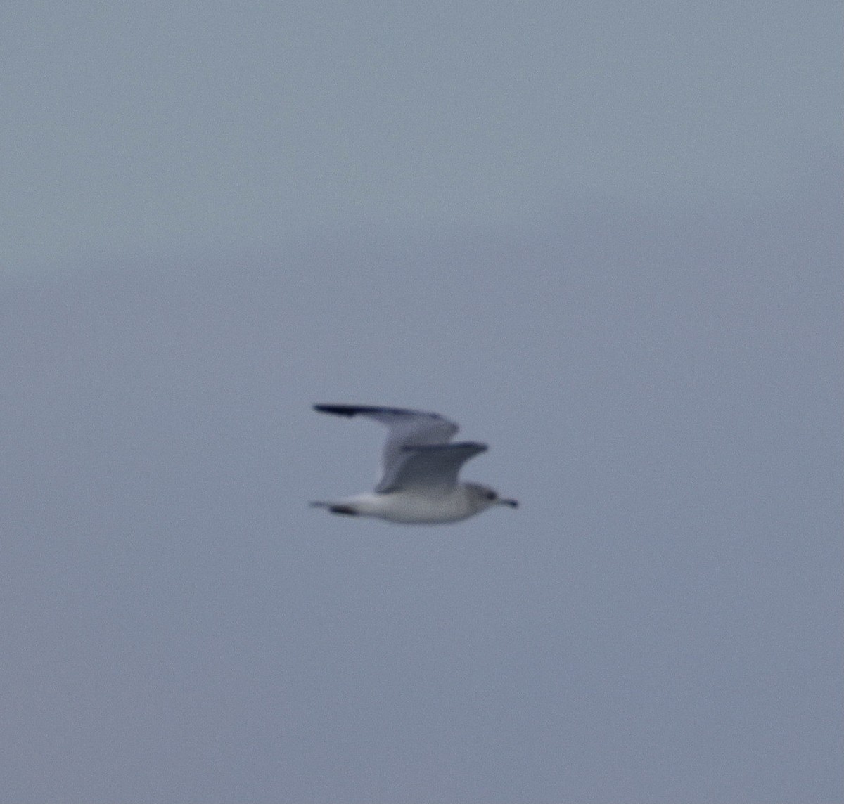 Ring-billed Gull - ML646625362