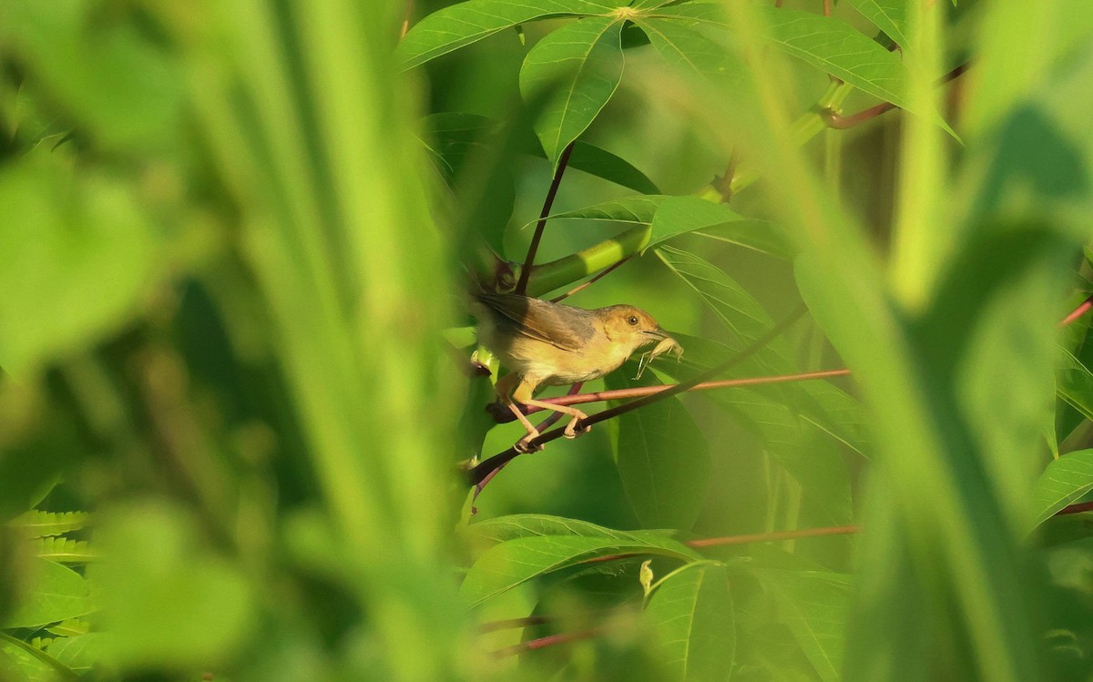 Al Yüzlü Yelpazekuyruk - ML646625363