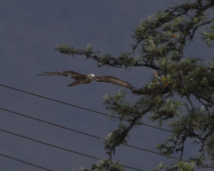 European Honey-buzzard - ML646625364