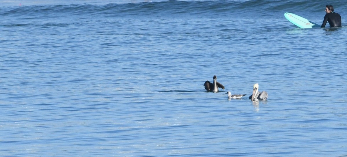 Brown Pelican - ML646625365