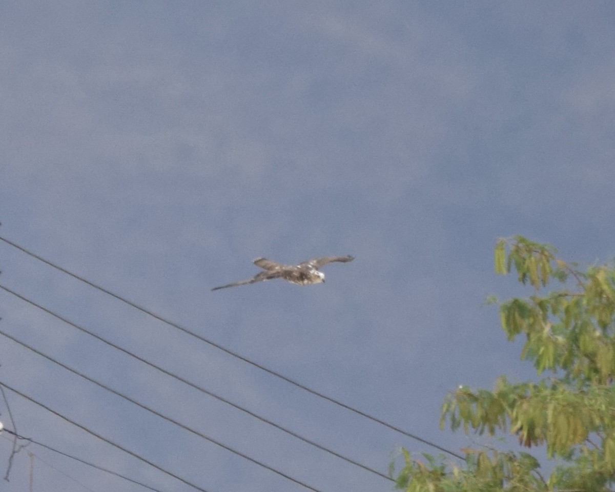 European Honey-buzzard - ML646625366