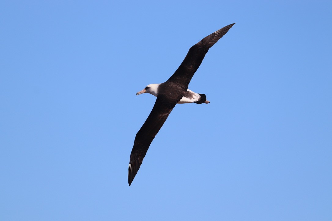 Laysan Albatross - ML646625367