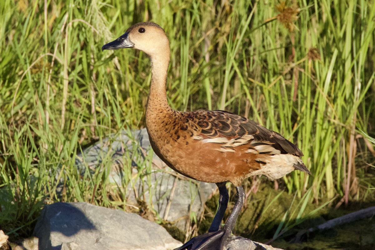 Gezgin Islıkçı Ördek - ML646625371