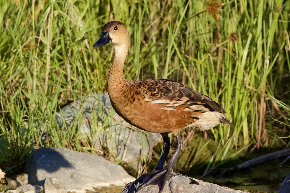 Gezgin Islıkçı Ördek - ML646625372