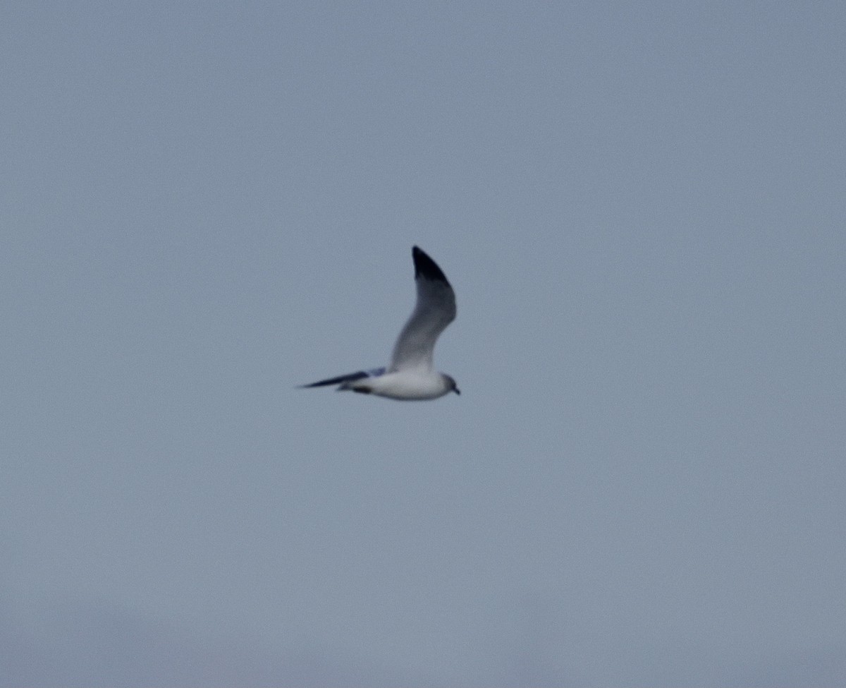 Ring-billed Gull - ML646625373