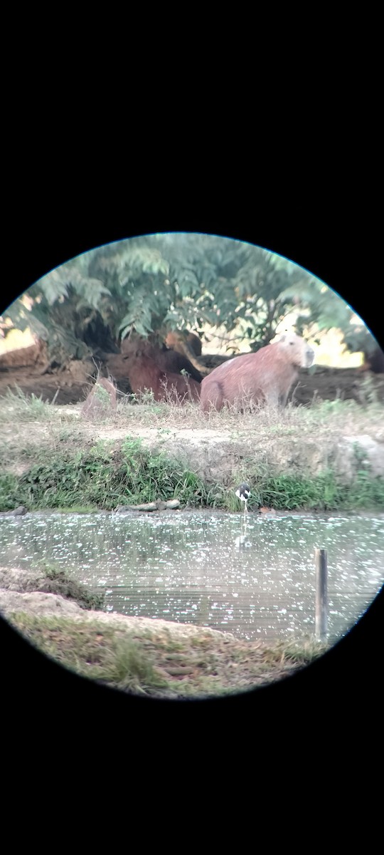 Benekli Düdükçün - ML646625374