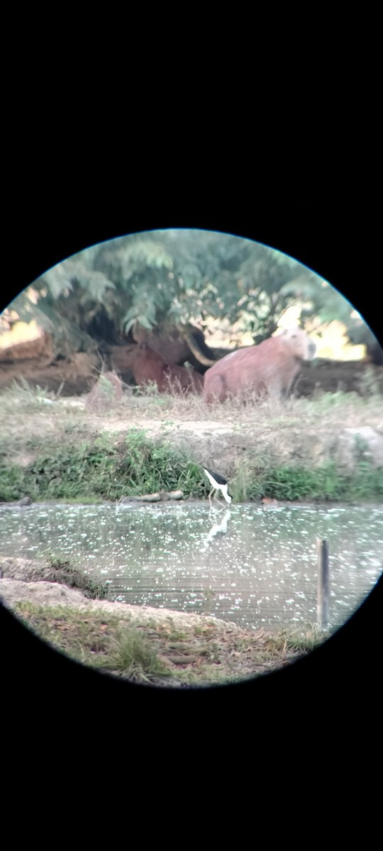 Benekli Düdükçün - ML646625375