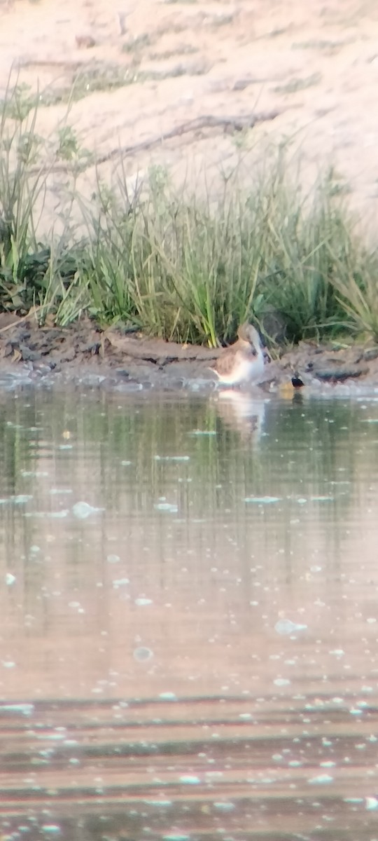 Benekli Düdükçün - ML646625376