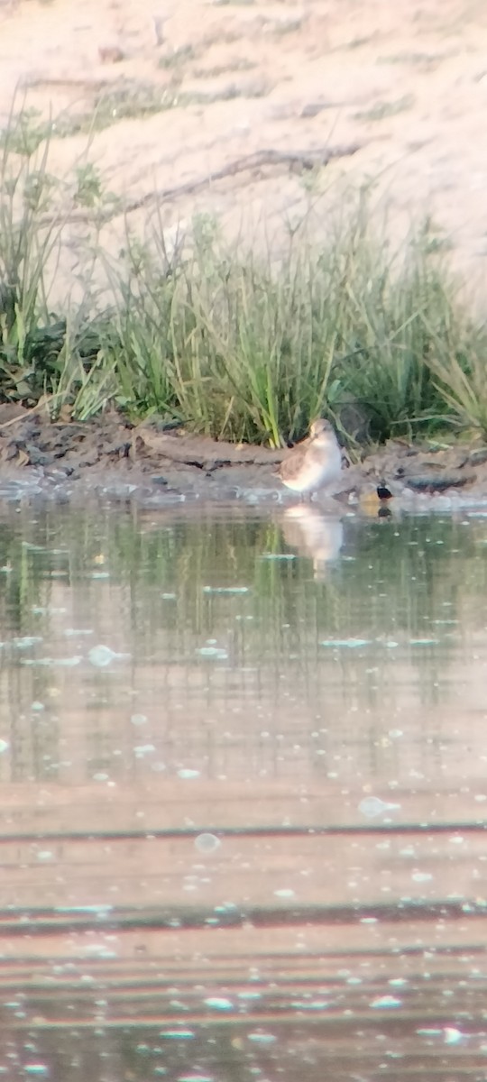 Benekli Düdükçün - ML646625377