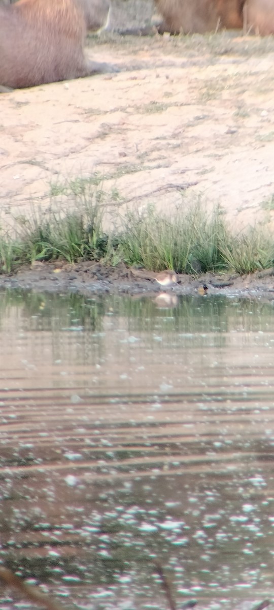 Benekli Düdükçün - ML646625378