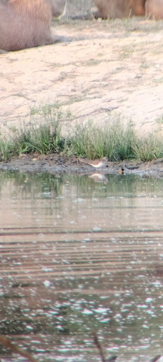 Benekli Düdükçün - ML646625379