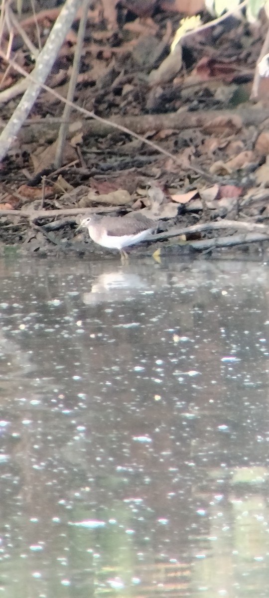 Benekli Düdükçün - ML646625380