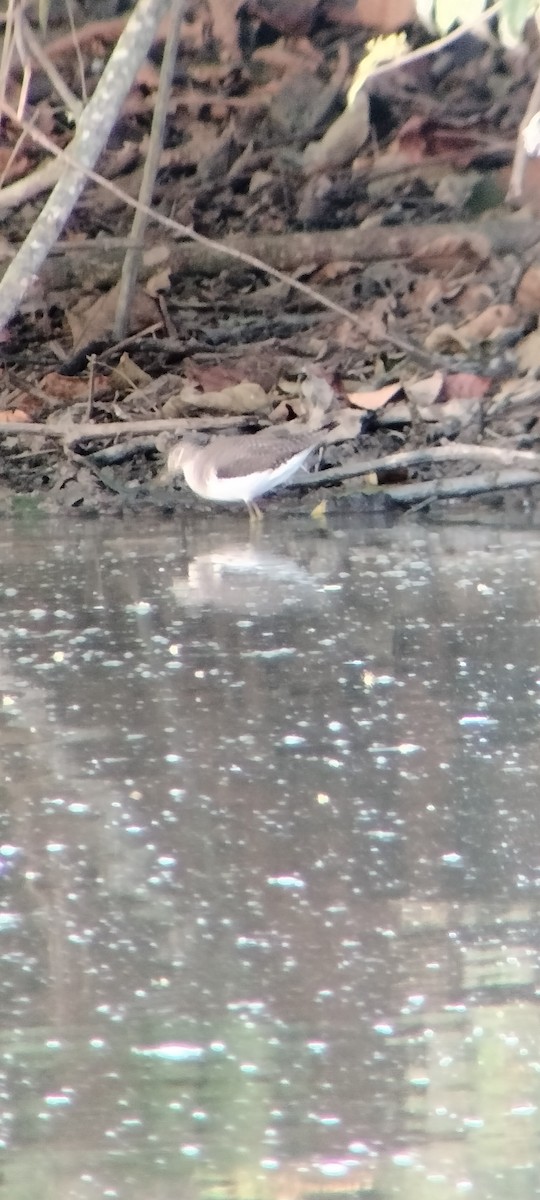 Benekli Düdükçün - ML646625383