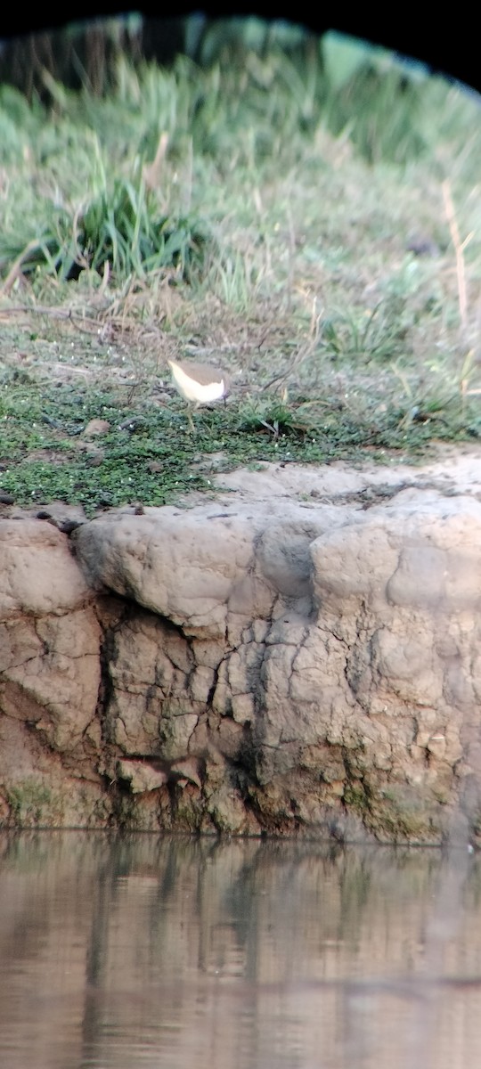 Benekli Düdükçün - ML646625384