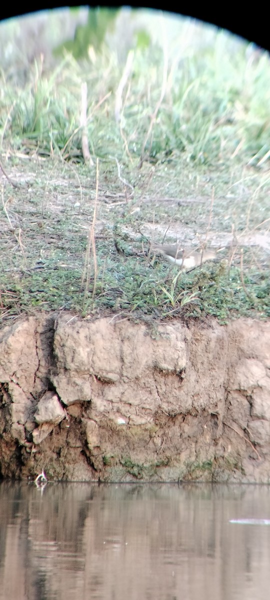 Benekli Düdükçün - ML646625386