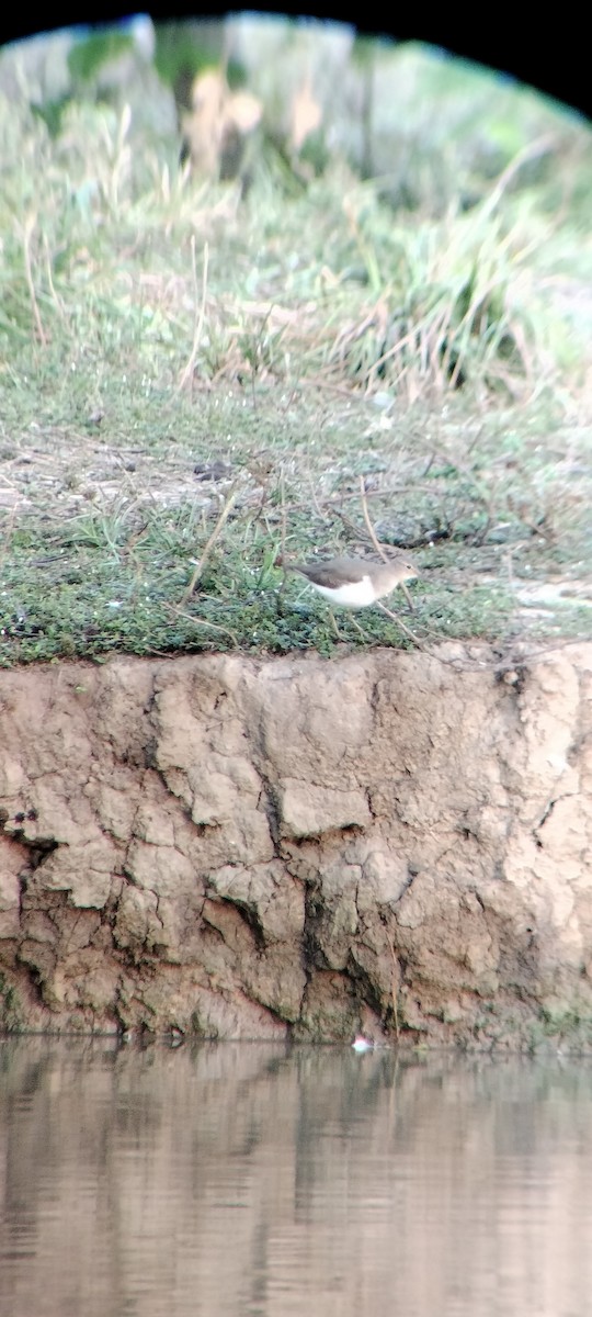 Benekli Düdükçün - ML646625387