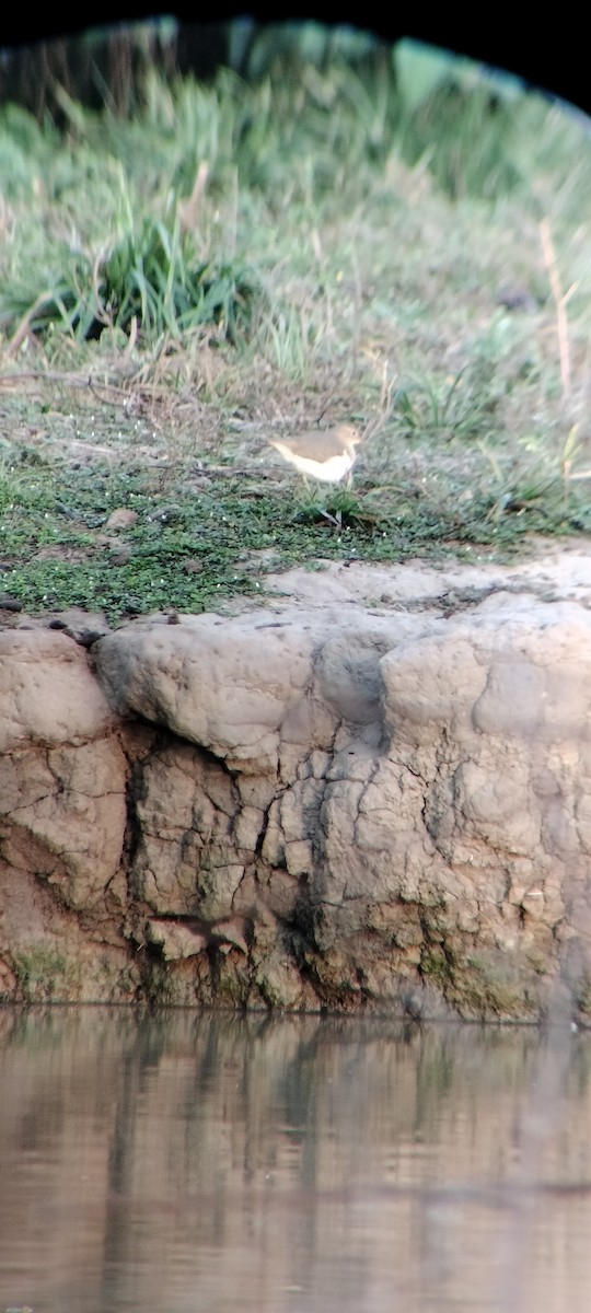 Benekli Düdükçün - ML646625389