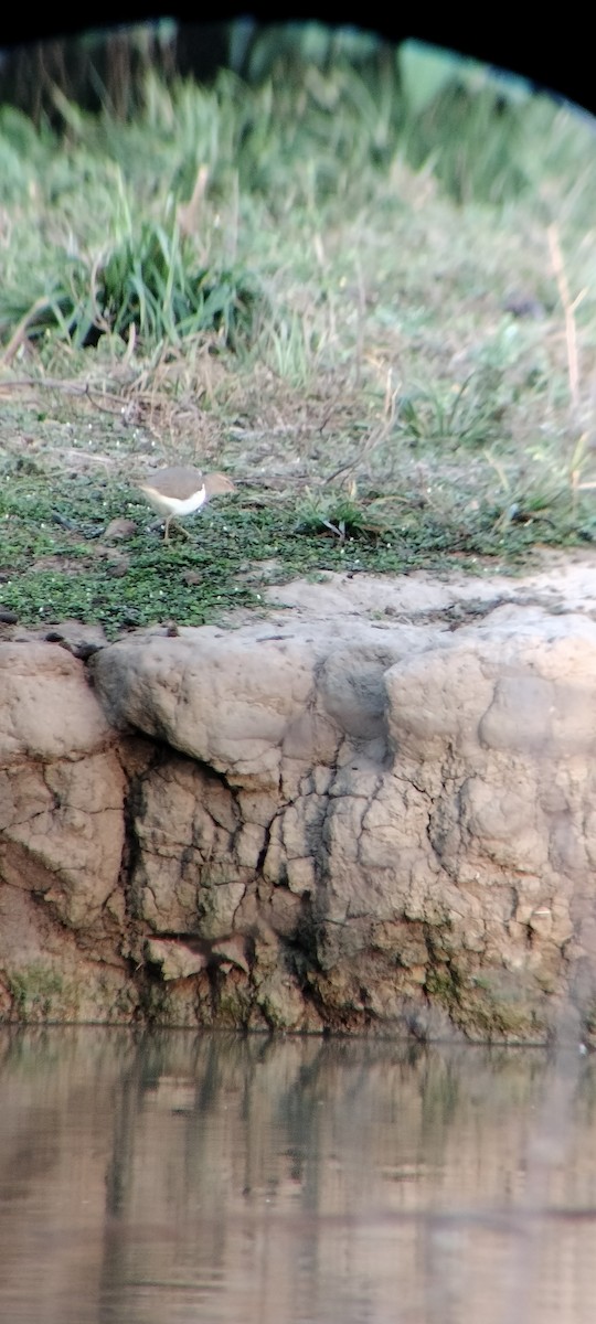 Benekli Düdükçün - ML646625390