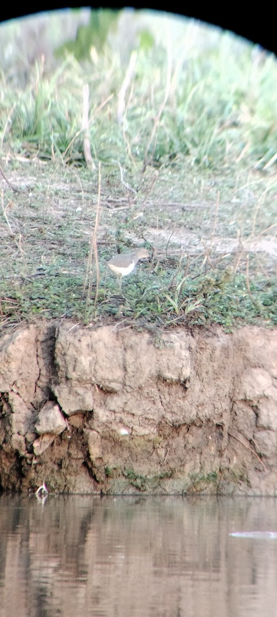 Benekli Düdükçün - ML646625391