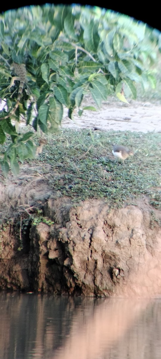 Benekli Düdükçün - ML646625392