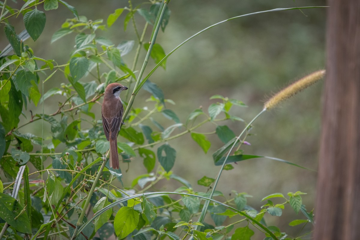 Ухаа дунхай - ML646625395