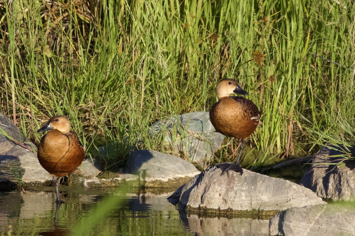 Gezgin Islıkçı Ördek - ML646625396
