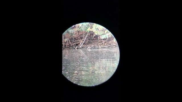 pisík americký - ML646625397