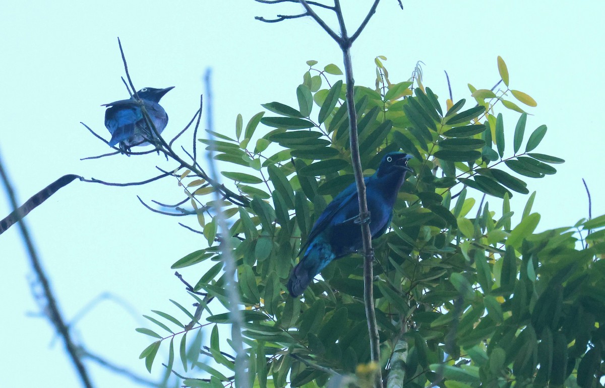 Mücevher Sığırcığı - ML646625400