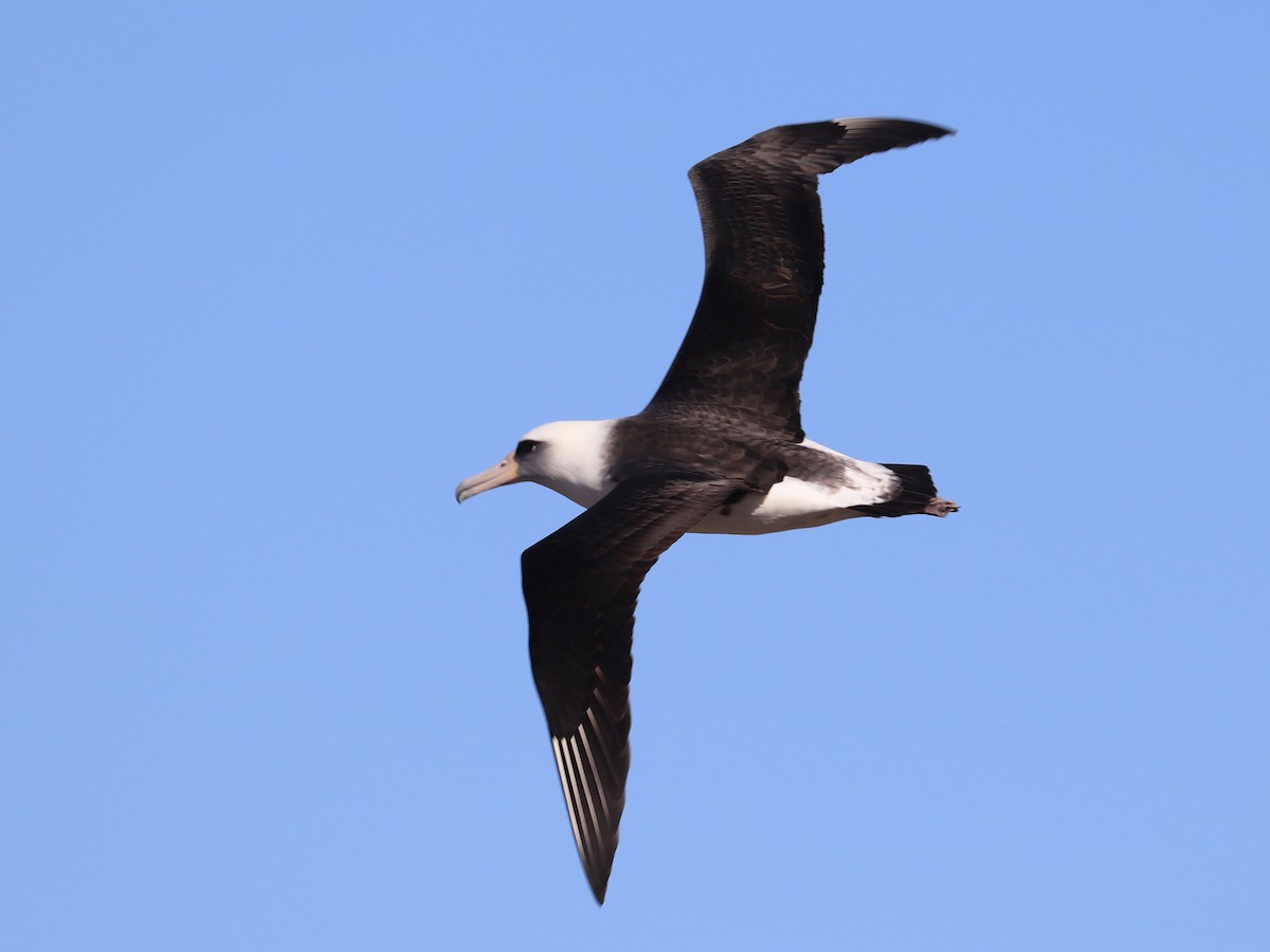 Laysan Albatross - ML646625403