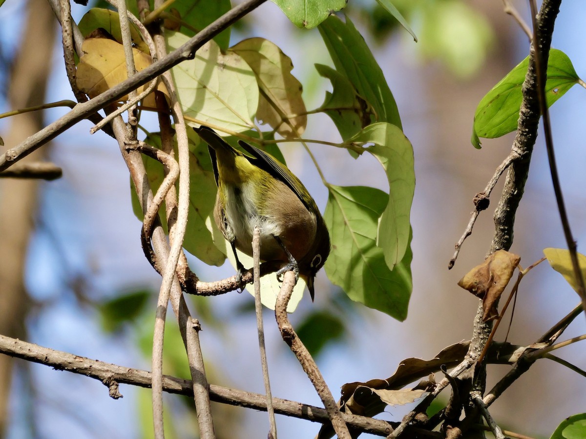 Japanbrillenvogel - ML646625409