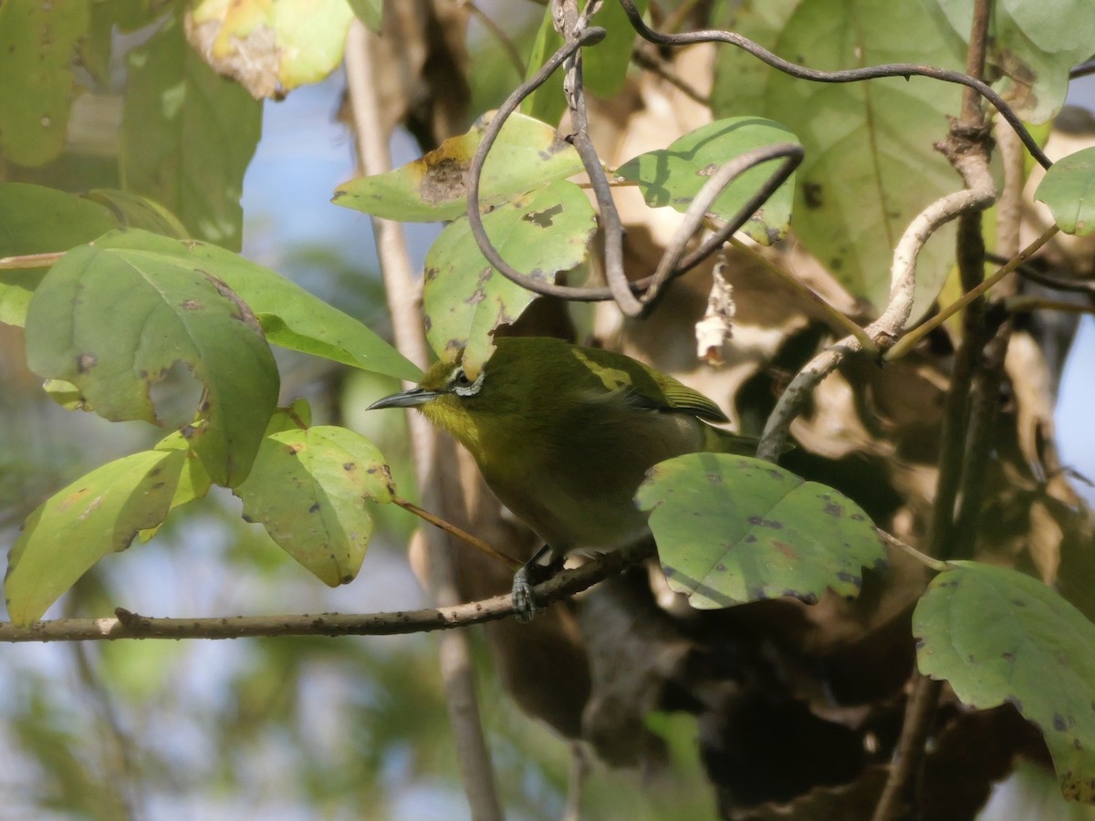 Japanbrillenvogel - ML646625410