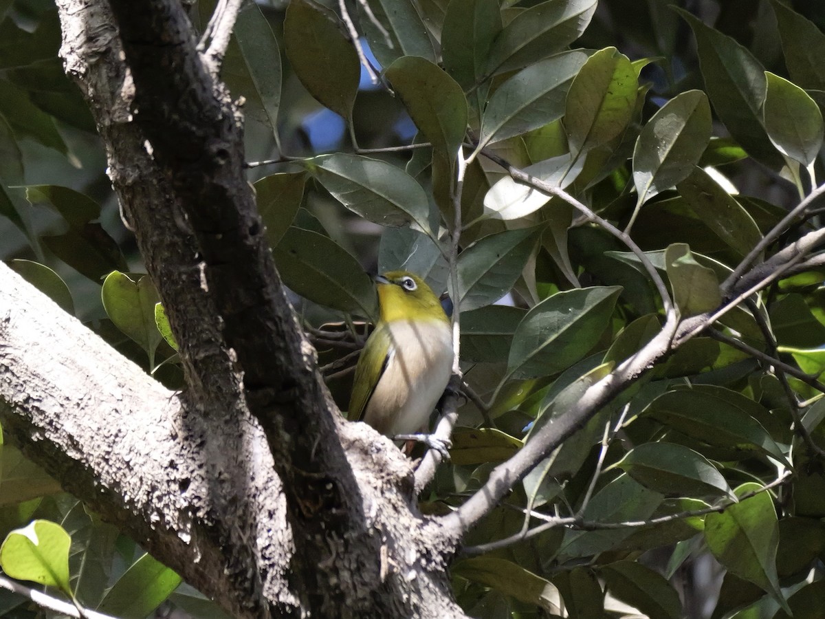 メジロ - ML646625411