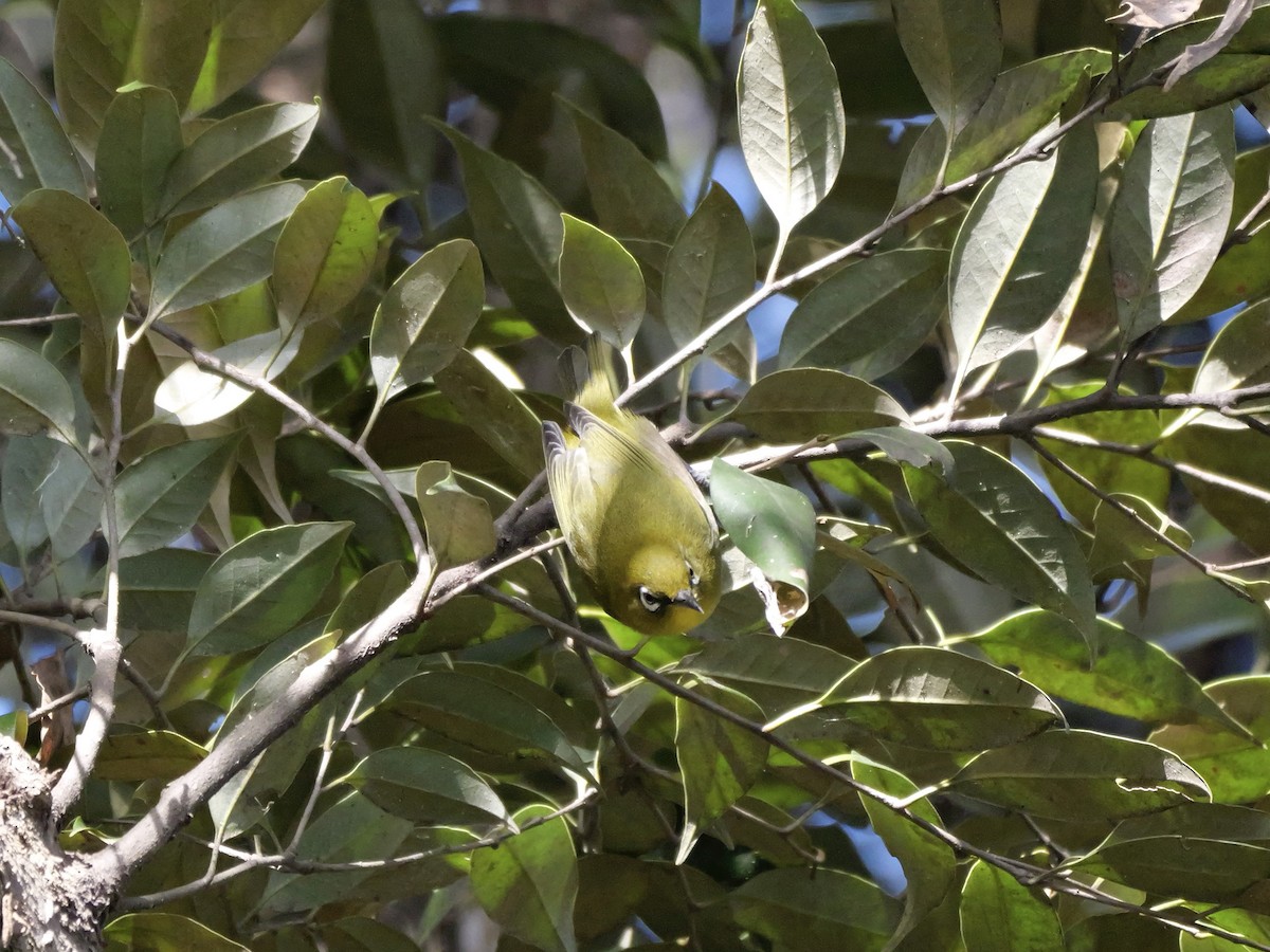 メジロ - ML646625412