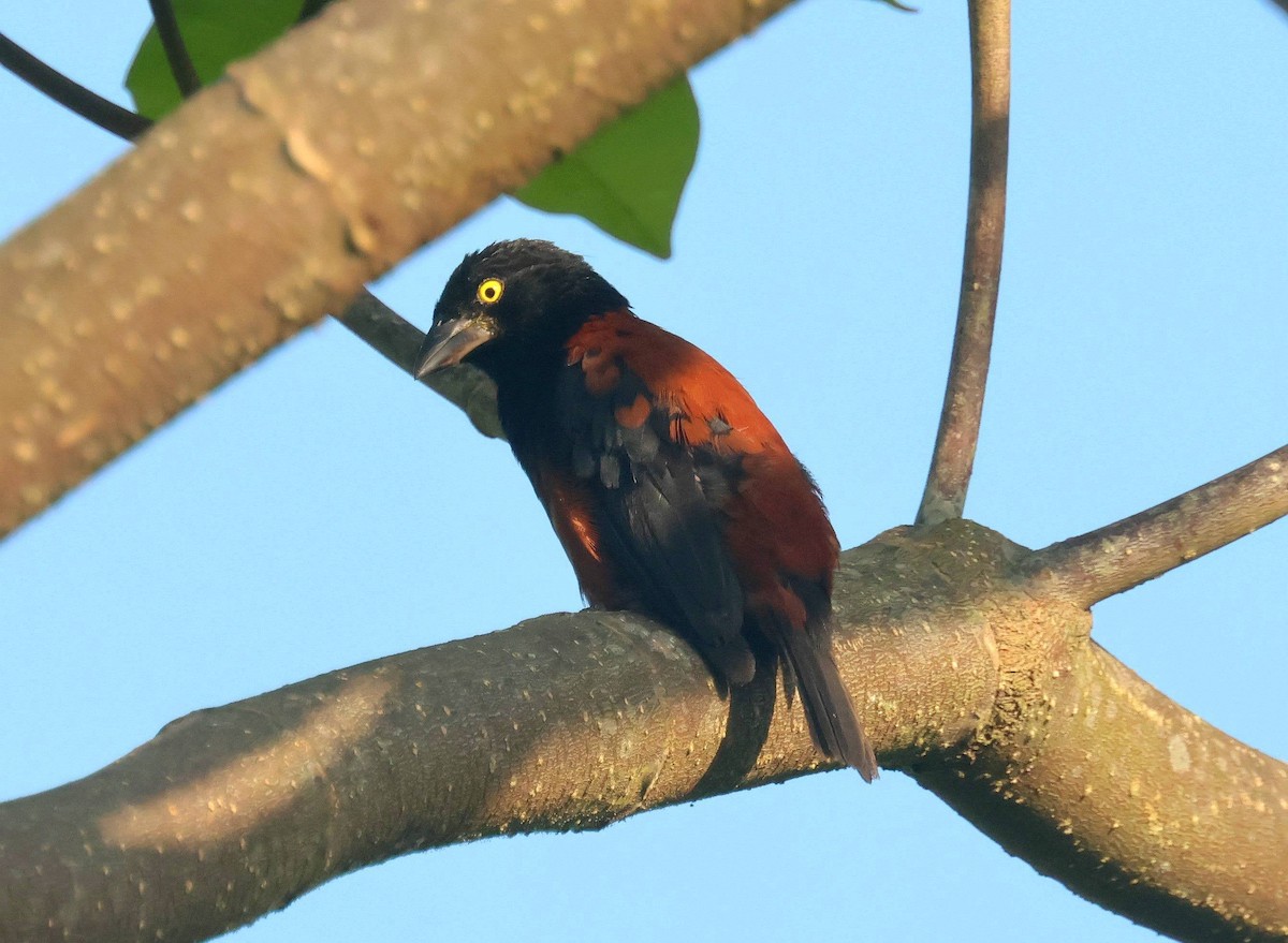 Karaca Dokumacı - ML646625413