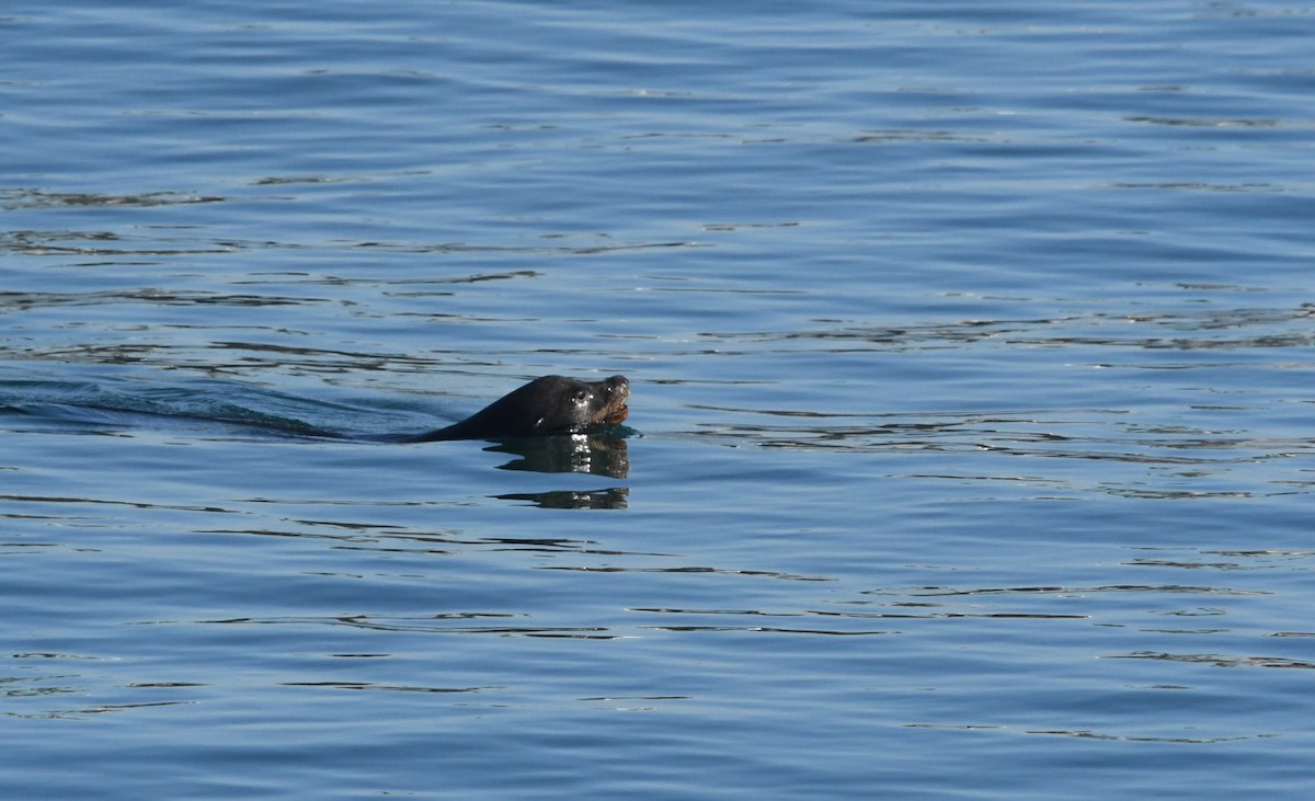 California Sea Lion - ML646625414
