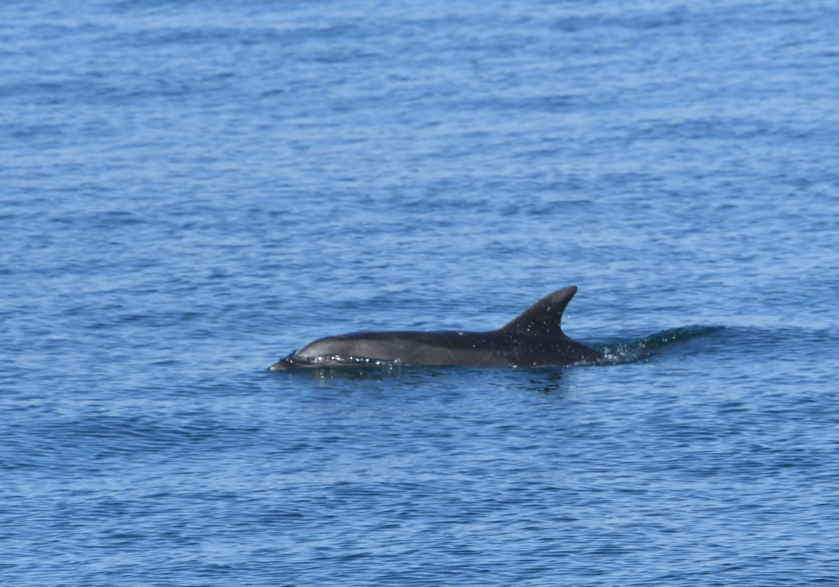 Oceanic Dolphins - ML646625415