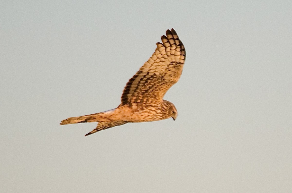 Mirotz zuri iparramerikarra - ML646625417