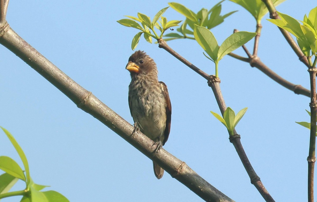 Kocabaş Dokumacı - ML646625418