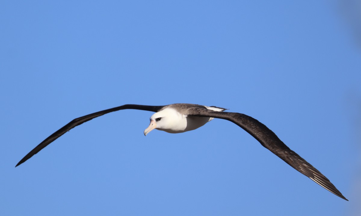 Laysan Albatross - ML646625419