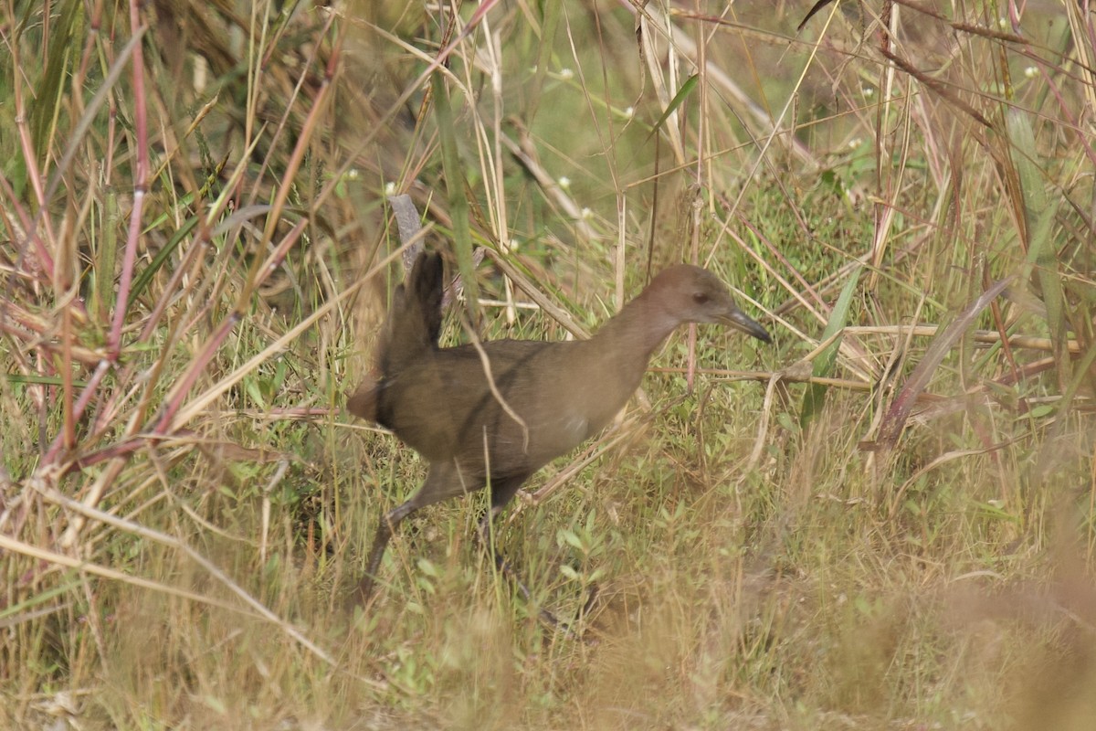 Brown Crake - ML646625420